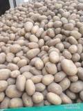 Ukopie pod zamówienie ziemniaki żółte 4,5+ z jasnej ziemi worek 15 lub big-bag.