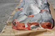 Pacific wild caught salmon IQF export from Denmark