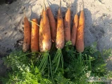 Sprzedam marchew młodą odm.Bermuda , kal.4+.