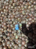 Sprzedam 30 ton ładnej zdrowej cebuli odmiana Sedona kaliber 4,5 plus