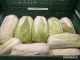 Sprzedam kapusta pekińska 500-1500 gram opakowanie do uzgodnienia badania GG 