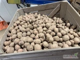 Kupię na ten tydzień 100 ton ziemniaków czerwonych z żółtym miąższem kaliber 50+ opakowanie bigbag lub skrzyniopalety najlepiej...