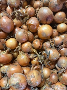 Sprzedam cebulę odmiana Hybelle.Cebula zdrowa z suchą łuska . Ilość tirowa.Więcej informacji udzielę telefonicznie