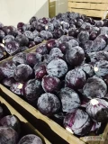Sprzedam kapustę czerwona jakość marketowa z nalotem ilość 5 ton kaliber.    1-3kg