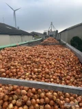 Cebula ŻÓŁTA na pakowanie i obieranie ,import ,ilości tirowe ,dostawa do klienta ,cała Polska ,co tydzień nowe oferty ....