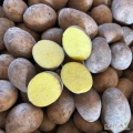 Sprzedam ziemniaki odmiany Bernina, ziemniak żółty w środku, świeży, zdrowy. Kaliber 45+ lub 50+, pakowany w worki 15 kg lub według...