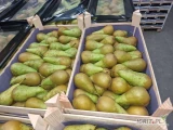 Sprzedam gruszki Konferencja 60-70 łuszczka 12kg cena 4,50zł/kg w opakowaniu.