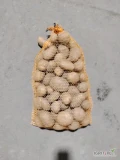 Witam sprzedam ziemniaki jadalne odmiany żułte,  Jurek, Melody, pakowane w worek 15 kg lub Big Bag, ilość Tirowe. ziemniak z jasnej...