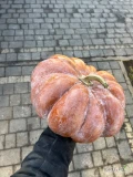 Dynia muscat kaliber 5kg+ każda ładna wybarwiona jak na zdjęciu ilość 300 kg około 