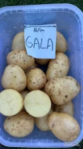 Sprzedam ziemniaki jadalne odman GALA, Magnolia. Wyrównany kalibraż i kształt, zdrowe bulwy oraz skórka. Ilości...