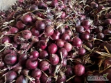 Sprzedam cebulę czerwoną oraz żółta  kaliber 3-5 