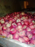 Sprzedam jabłko Gloster, około 90 skrzyń 