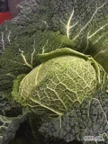 Sprzedam kapustę włoską na sztuki w cenie 6.5 zł/sztuka. Główki o wadze od 2 do 3.5 kg.