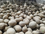 Sprzedam drobny ziemniak 35/50 odmiana Gala,Lilly,Soraya, big bag lub worek, ilości tirowe, rok po centrali, 