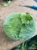 Sprzedam kapustę białą Zenon storidor kaliber 3 + 