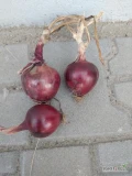 Sprzedam czerwona cebulę towar zdrowy idealny na worek, mocną łuska, Fazor 