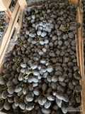 sprzedam winogrono moładawskie, odmiana: Moldowa, dostępna ilość to 20 ton, 