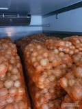 Sprzedam cebule mloda, kal.5+, worek 10 lub 15kg, ilosci paletowe I calosamochodowe,  możliwy transport na terenie całego kraju 