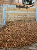 Sprzedam cebule import . Jakosc market. Ilosci tirowe, luz na wywrotke. Dostawa bezposrednio do klienta