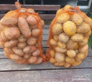 OFERTA SPRZEDAŻY – ZIEMNIAKI JADALNE / PRZEMYSŁOWE