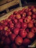 Sprzedam jabłko Idared za wagę w skrzyni, około 150 skrzyń 