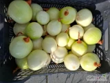 Sprzedam cebulę obraną z przeznaczeniem gastronomicznym , market , sklepy , opakowanie do uzgodnienia 