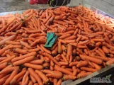 Sprzedam odsorty marchwi-myte ilości calosamochodowe 100zł tona