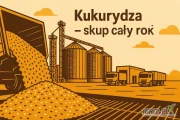 Kukurydza sucha – skup cały rok