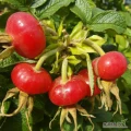 Sprzedam ekologiczne sadzonki dzikiej róży pomarszczonej Rosa Rugosa.