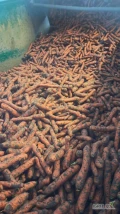 Sprzedam marchew brudna na mycie lub myta. Posiadam też odsort od mycia i marchew przemysłowa. ilości tirowe.Jakość marketowa. Dostawa...