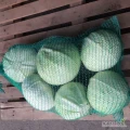 Sprzedam kapustę białą Zenon. Główki 2-5kg. 