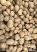 Sprzedam ziemniaki melody czyste wysortowane według życzenia luz,bigbag, worek szyty ilości tirowe I paletowe 