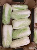 Sprzedam 15 ton kapusty pekińskiej import Ukraina. Karton 10kg. Kal 0.6-1.8. Odbior Błonie