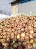 Sprzedam cebulę na wysadke. Kaliber  2.5-4 cm. Ilość 5 ton. Możliwość sprzedania mniejszej ilości. Dobra jakość. 