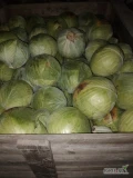 Sprzedam kapustę biala na przemysł lub market kaliber do ustalenia.