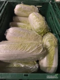 Kupię kapustę pekińską owijaną ilości całosamochodowe. Koniecznie GG