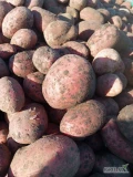Sprzedam ziemniaki czerwone LAURA kal 45 duże ilości opakowanie do uzgodnienia obecnie w skrzyniach do obróbki potraktowany Miętą dla...