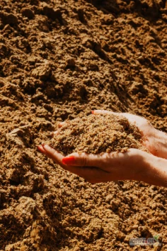 Sprzedam młóto gorzelniane, wysoka zawartość białka min. 32  w s.m.,     wytwarzane z kukurydzy wolnej od GMO.              Odbiór Murowana Goślina k. Poznania, załadunek bezpośrednio u producenta.    Ilości całosamochodowe.    Możliwa...