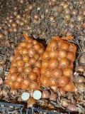 Sprzedam cebulę. Biała w środku ilości busowe. Worek 10,15 kg. Kaliber5-8 