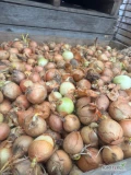Sprzedam 5 t cebuli na obieranie kal.5-8