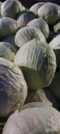 Sprzedam kapustę białą i czerwoną kaliber i przeznaczenie do uzg. 