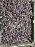 Cebula CZERWONA NA PAKOWANIE. 65%6+, b. dobra jakość. Import, ilości tirowe. 