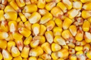 Kupie kukurydzę suchą pochodzenia polskiego z dostawą w okolice Wągrowca w cenie 775 zł/ t netto lub z odbiorem z gospodarstwa-...