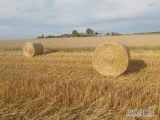 Sprzedam słomę w belach . Bele 120x120 zrobione prasą pasową .GM . Miedzna .Tel . 6 6 2 3 1 9 2 1 4.