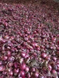 Sprzedam czerwoną cebulę Rio Duro odmiana holenderską kal 45-90  luzem z pryzmy fazorowana ok 30 ton