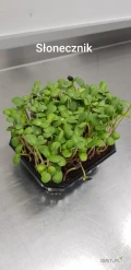 Mikroliście groszek rzodkiewka słonecznik 