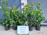 Krzewy borówki DRAPER PBR  donica 3litry 3 letnie klasa premium.