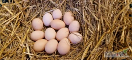 Jaja wiejskie, niestęplowane, doskonałej jakości i samku. Jako producent rolny chętnie nawiąże współprace na stałe dostawy do...
