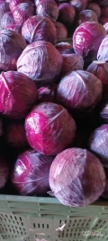 Sprzedam kapustę czerwoną kaliber 1-2.5kg większą ilość super jakości marketowej 