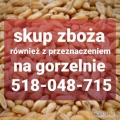 Kupię zboże na gorzelnie. Gotówka. Odbiór z gospodarstwa. 518048715